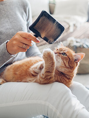 person brushing cat with brush